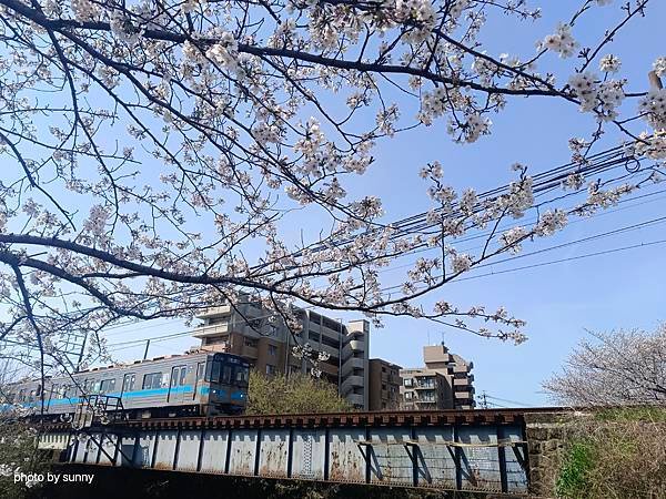 2025春 名古屋賞櫻自由行❤名古屋 櫻花百選名所 岩倉五条