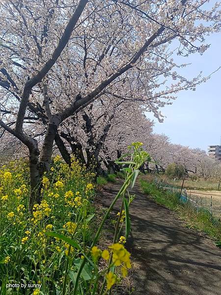 2025春 名古屋賞櫻自由行❤名古屋 櫻花百選名所 岩倉五条