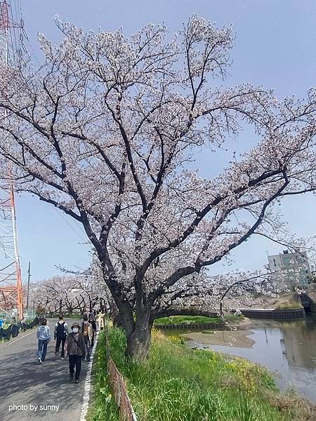 2025春 名古屋賞櫻自由行❤名古屋 櫻花百選名所 岩倉五条