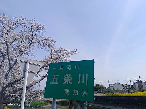 2025春 名古屋賞櫻自由行❤名古屋 櫻花百選名所 岩倉五条