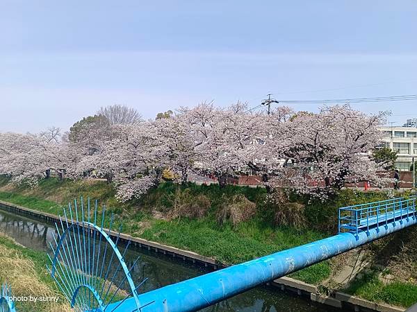 2025春 名古屋賞櫻自由行❤名古屋 櫻花百選名所 岩倉五条