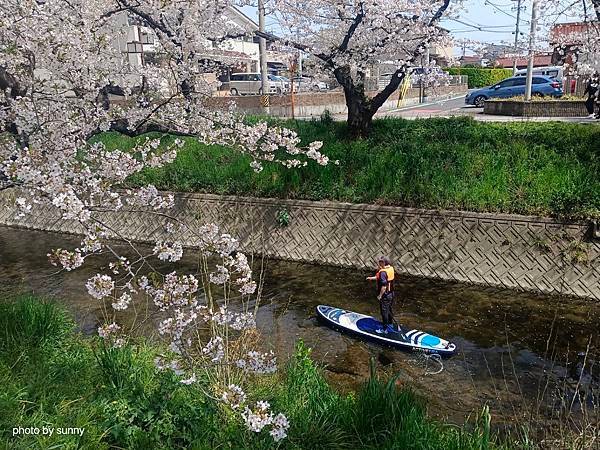 2025春 名古屋賞櫻自由行❤名古屋 櫻花百選名所 岩倉五条