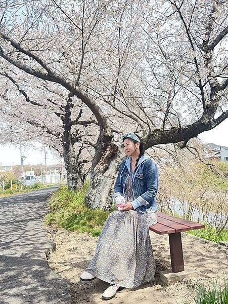 2025春 名古屋賞櫻自由行❤名古屋 櫻花百選名所 岩倉五条