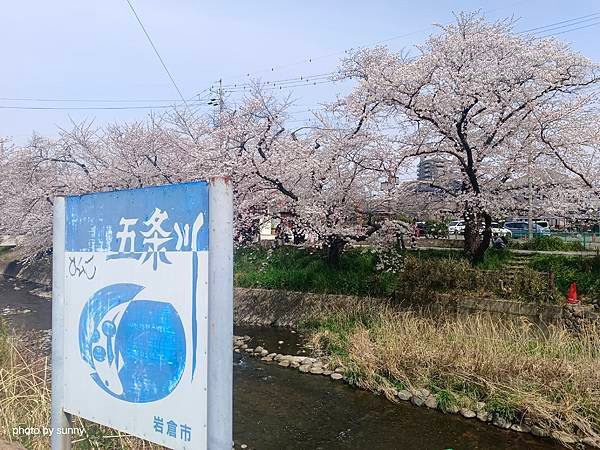 2025春 名古屋賞櫻自由行❤名古屋 櫻花百選名所 岩倉五条