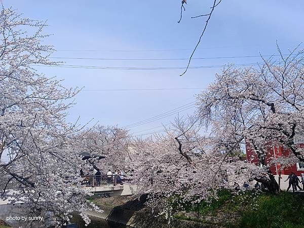 2025春 名古屋賞櫻自由行❤名古屋 櫻花百選名所 岩倉五条