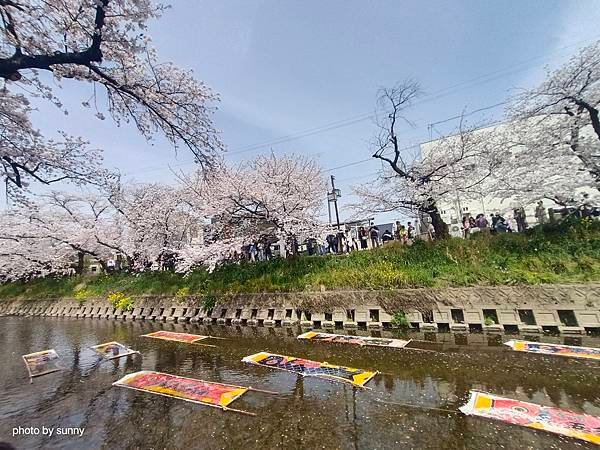 2025春 名古屋賞櫻自由行❤名古屋 櫻花百選名所 岩倉五条