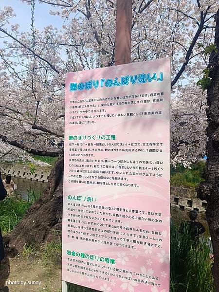2025春 名古屋賞櫻自由行❤名古屋 櫻花百選名所 岩倉五条