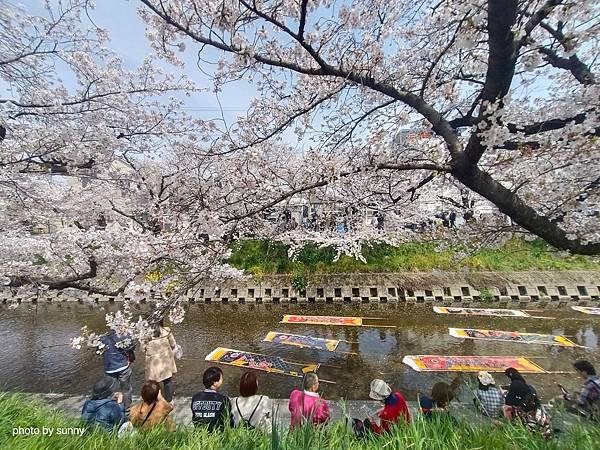 2025春 名古屋賞櫻自由行❤名古屋 櫻花百選名所 岩倉五条