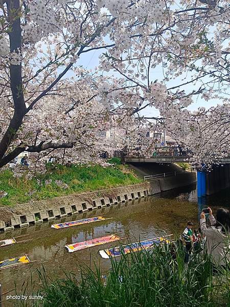 2025春 名古屋賞櫻自由行❤名古屋 櫻花百選名所 岩倉五条