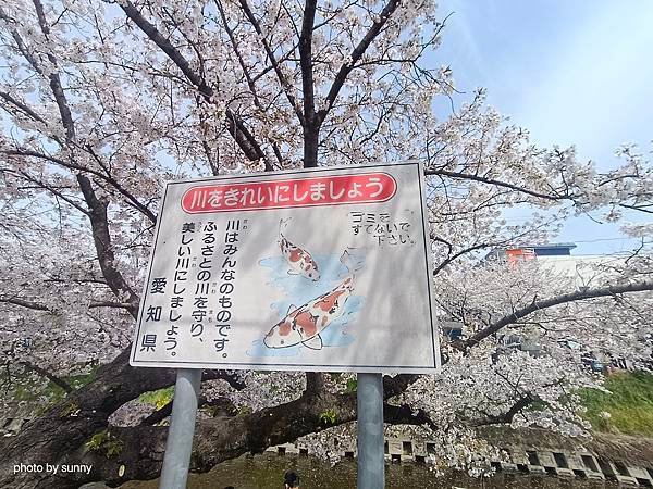 2025春 名古屋賞櫻自由行❤名古屋 櫻花百選名所 岩倉五条