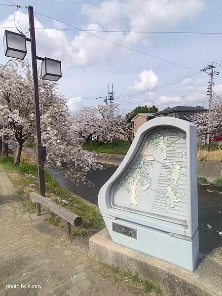 2025春 名古屋賞櫻自由行❤名古屋 櫻花百選名所 岩倉五条