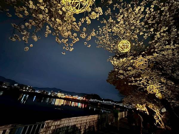 2025春 名古屋賞櫻自由行❤名古屋 犬山城犬山祭❤