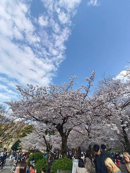 2025春 名古屋賞櫻自由行❤名古屋 鶴舞公園賞櫻❤