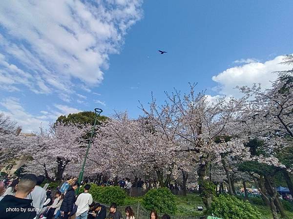 2025春 名古屋賞櫻自由行❤名古屋 鶴舞公園賞櫻❤
