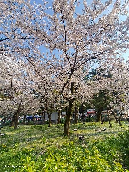 2025春 名古屋賞櫻自由行❤名古屋 鶴舞公園賞櫻❤