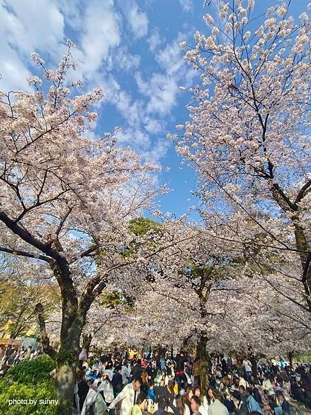 2025春 名古屋賞櫻自由行❤名古屋 鶴舞公園賞櫻❤
