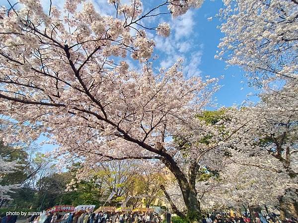 2025春 名古屋賞櫻自由行❤名古屋 鶴舞公園賞櫻❤
