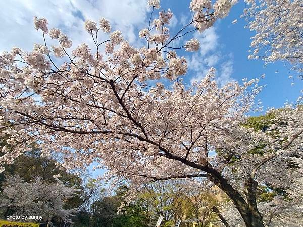 2025春 名古屋賞櫻自由行❤名古屋 鶴舞公園賞櫻❤
