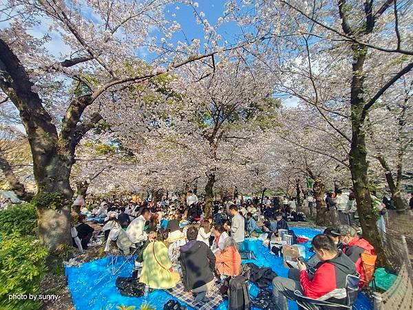 2025春 名古屋賞櫻自由行❤名古屋 鶴舞公園賞櫻❤