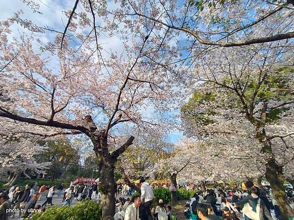 2025春 名古屋賞櫻自由行❤名古屋 鶴舞公園賞櫻❤