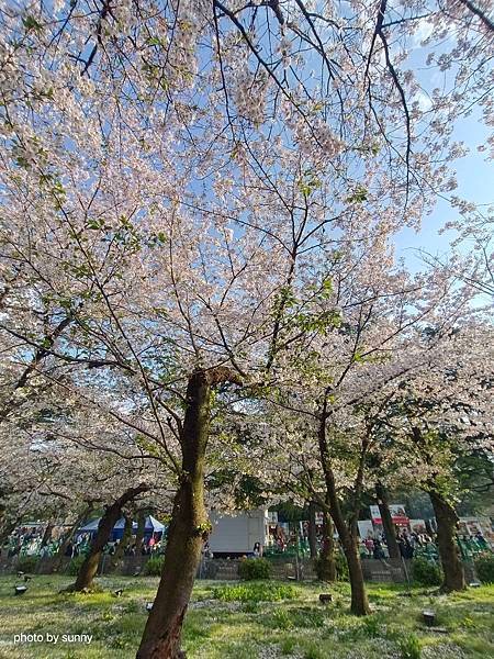 2025春 名古屋賞櫻自由行❤名古屋 鶴舞公園賞櫻❤