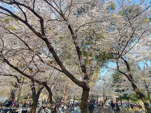2025春 名古屋賞櫻自由行❤名古屋 鶴舞公園賞櫻❤