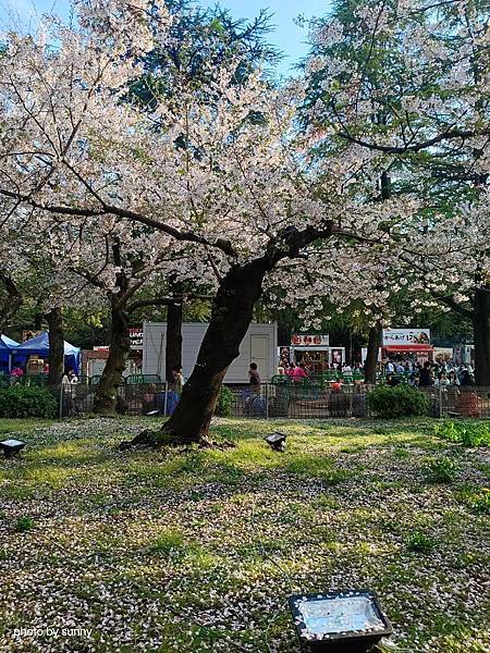 2025春 名古屋賞櫻自由行❤名古屋 鶴舞公園賞櫻❤