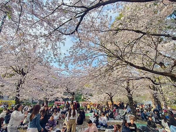 2025春 名古屋賞櫻自由行❤名古屋 鶴舞公園賞櫻❤