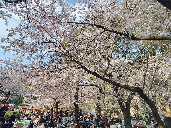 2025春 名古屋賞櫻自由行❤名古屋 鶴舞公園賞櫻❤