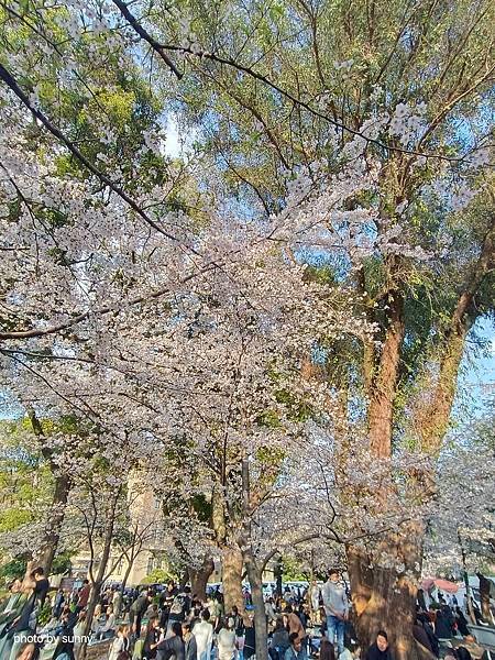 2025春 名古屋賞櫻自由行❤名古屋 鶴舞公園賞櫻❤