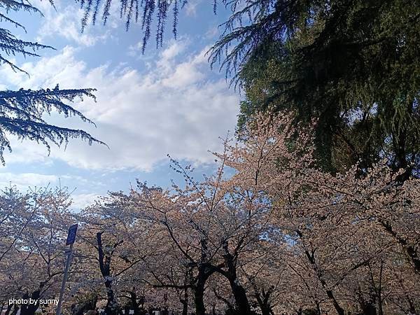2025春 名古屋賞櫻自由行❤名古屋 鶴舞公園賞櫻❤