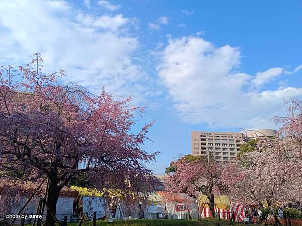 2025春 名古屋賞櫻自由行❤名古屋 鶴舞公園賞櫻❤
