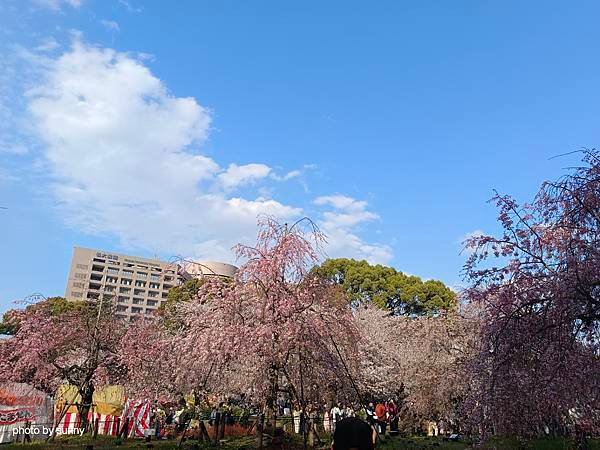 2025春 名古屋賞櫻自由行❤名古屋 鶴舞公園賞櫻❤