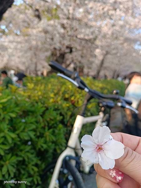 2025春 名古屋賞櫻自由行❤名古屋 鶴舞公園賞櫻❤