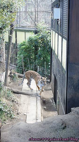 上野動物園