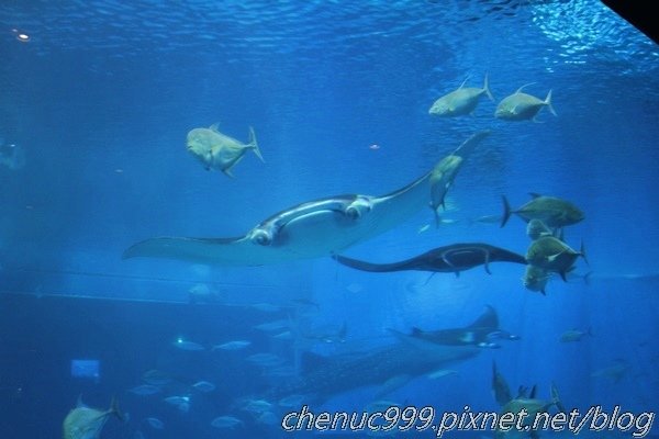 沖繩水族館