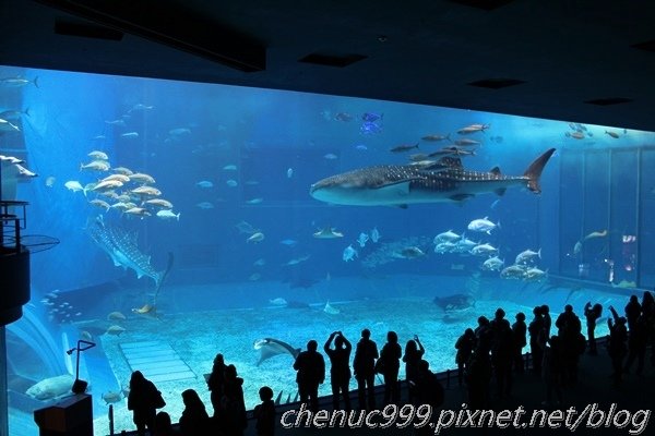 沖繩水族館