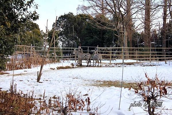 八木山動物園