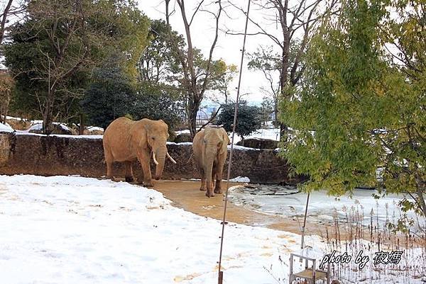 八木山動物園