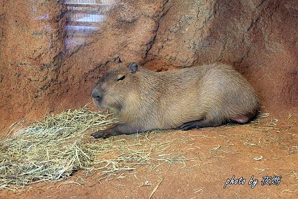 八木山動物園