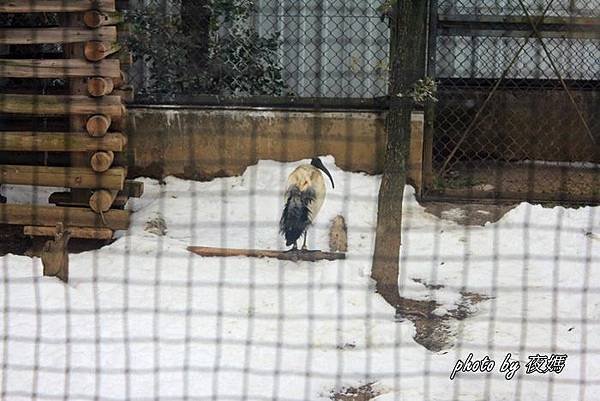 八木山動物園