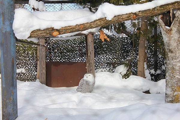 旭山動物園