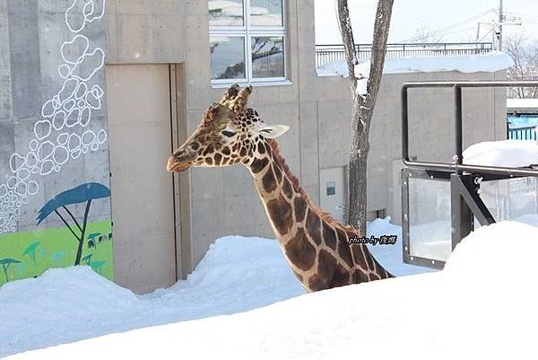 旭山動物園