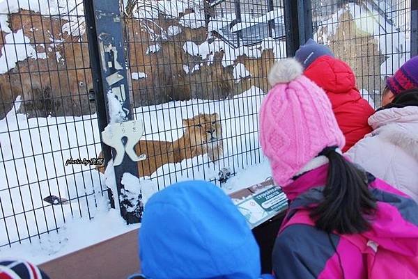 旭山動物園