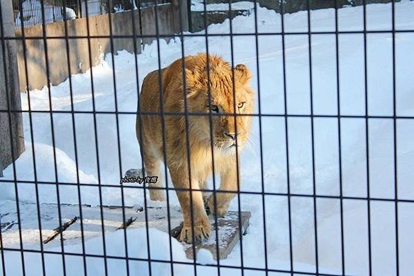 旭山動物園