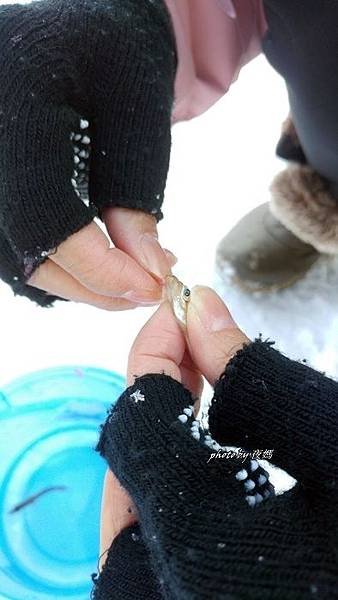 冰上釣西太公魚