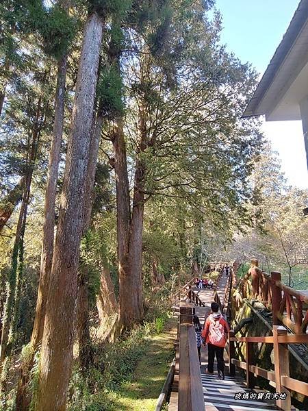 阿里山神木群步道