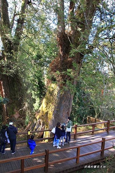 阿里山神木群步道