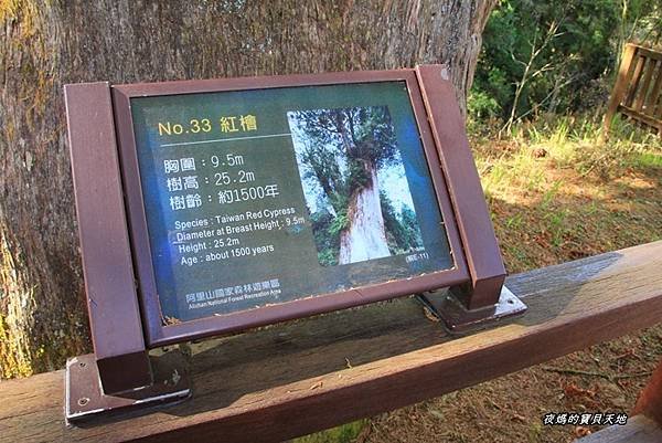 阿里山神木群步道