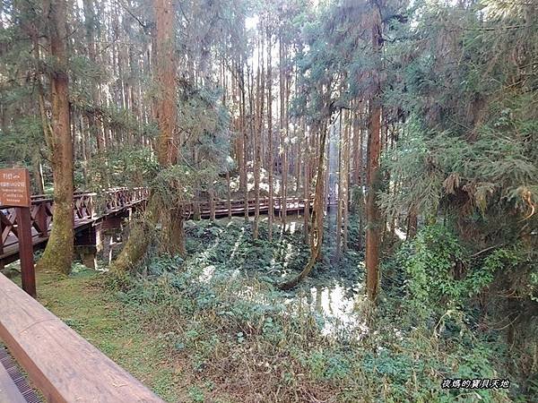 阿里山神木群步道